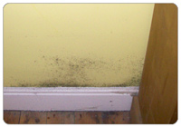 Mould growth on walls